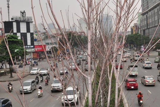 Ảnh: Cận cảnh hàng phong lá đỏ khô héo, trơ trụi ở Hà Nội