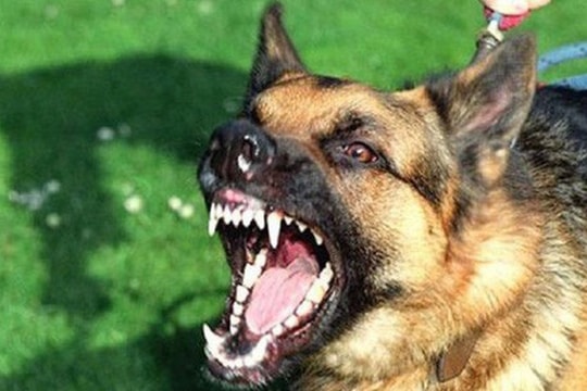 Bé trai 11 tuổi bị chó dại cắn tử vong