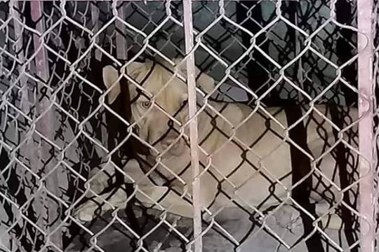 Nữ lao công bị chó lai của sinh viên nuôi trong ký túc xá tấn công nguy kịch