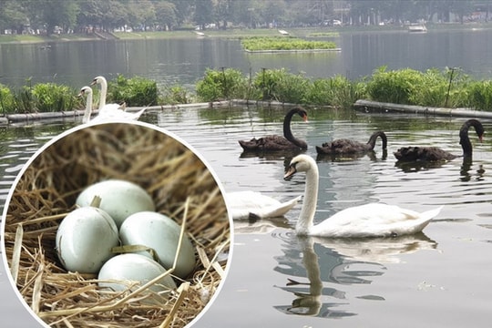 Ảnh: Thích thú xem đàn thiên nga đẻ trứng ở hồ Thiền Quang