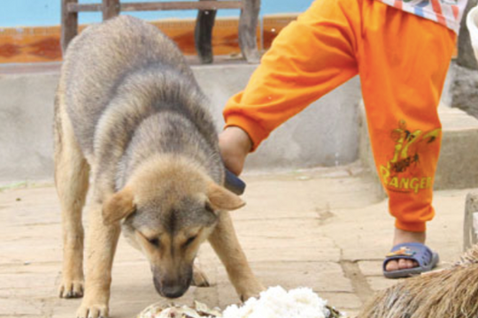 Lại thêm một bé bị chó nhà nuôi tấn công