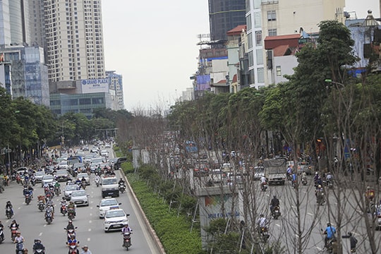 Ảnh: Hàng cây phong lá đỏ như chết khô, lãnh đạo công ty cây xanh nói gì?