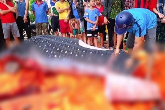 Thực hư thông tin ngư dân Sầm Sơn xẻ thịt, bày bán "cá voi nhám đen"