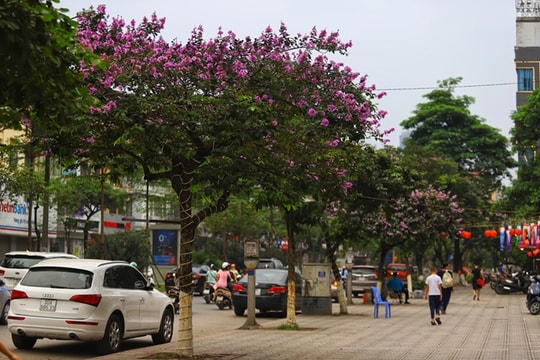 Ảnh: Hoa bằng lăng tím đua sắc trên phố phường Thủ đô