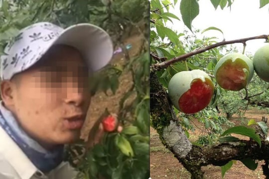 Nhóm du khách cắn hàng loạt quả trên cây, quay clip khoe gây phẫn nộ