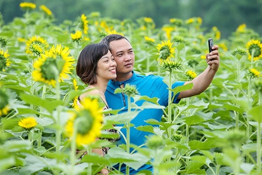 Ảnh: Đồng hoa hướng dương nở rộ ở ngoại thành Hà Nội