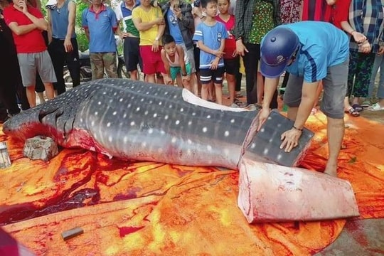 Xác định con cá khổng lồ ngư dân Sầm Sơn xẻ thịt bán là cá nhám voi quý hiếm