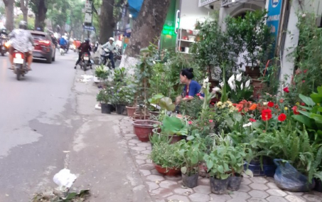 Ảnh: Lộn xộn chợ hoa, cây cảnh trên phố Hoàng Hoa Thám
