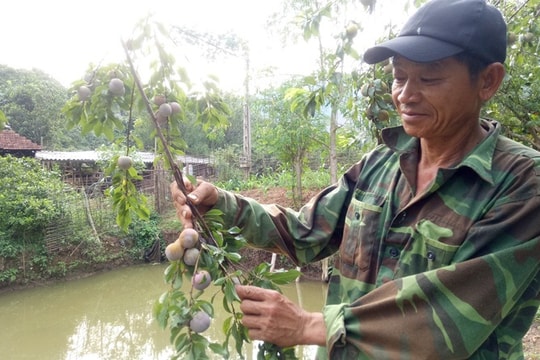 Mới đầu mùa thu hoạch mận, nông dân Sơn La đã bỏ túi hàng chục triệu đồng