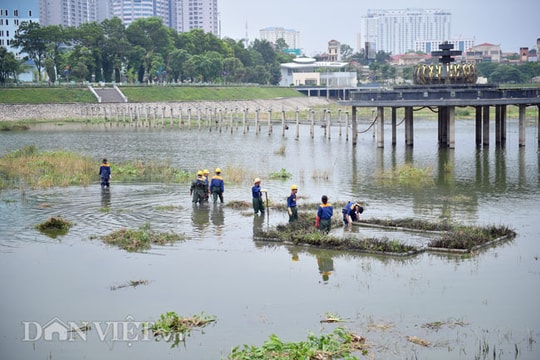 Ảnh: Công nhân dọn rác khắc phục ô nhiễm ở hồ điều hòa trong công viên trăm tỷ