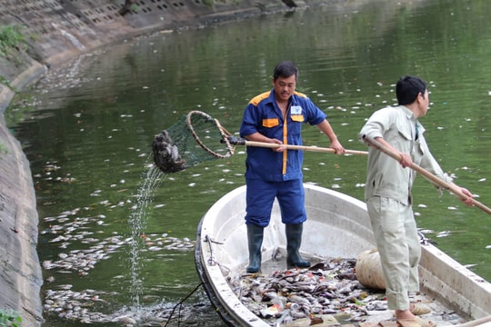 Ảnh: Xác cá chết trôi dạt ven Hồ Tây