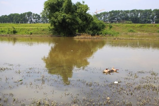 Ảnh: Xác lợn chết bị vất bừa bãi, bốc mùi hôi thối ở xã ngoại thành Hà Nội