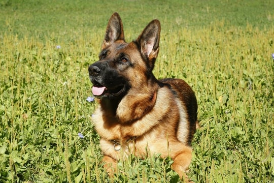 Bệnh nhi 5 tuổi bị chó becgie 17kg tấn công vào mặt và đầu