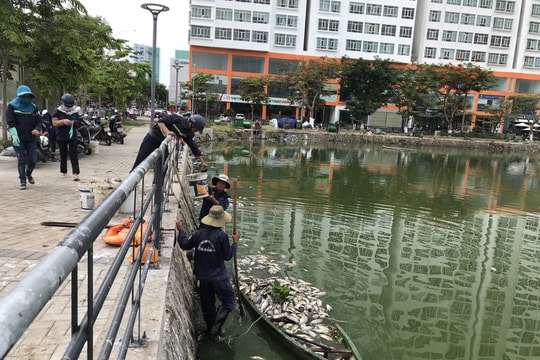 Đà Nẵng: Hàng tấn cá chết trắng tại 2 hồ Thạc Gián và Vĩnh Trung