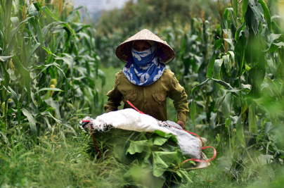 Ảnh: Cặp chị em trồng rau sạch, thu tiền triệu mỗi ngày ở "đảo hoang" giữa Thủ đô