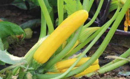 Kiếm nửa tỷ đồng mỗi năm nhờ trồng thứ quả giá rẻ ở Việt Nam