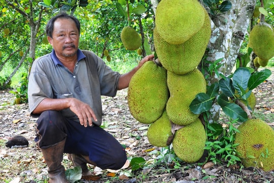 Thương lái Trung Quốc dừng thu mua, giá mít Thái của Việt Nam giảm sốc