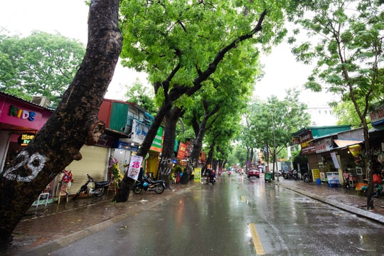 Ảnh: Cận cảnh khu tập thể cũ "cây mọc xuyên nhà" ở Thủ đô