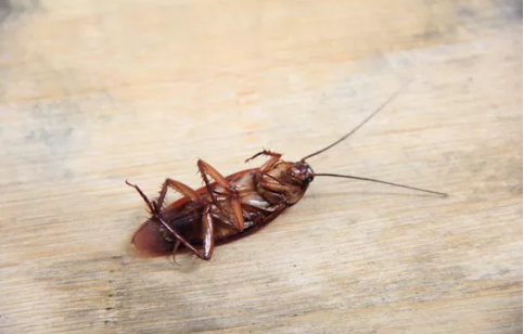 Nam thanh niên bị gián chui vào tai cắn khi đang ngủ