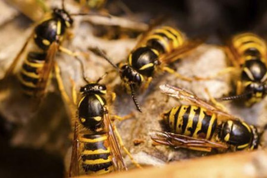 Cụ bà 73 tuổi nguy kịch vì bị 20 con ong võ vẽ đốt