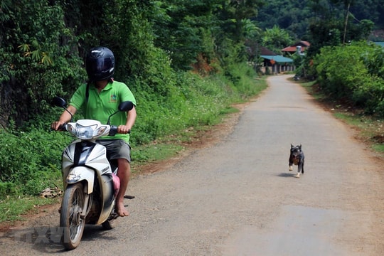 Cháu trai 10 tuổi tử vong do bệnh dại