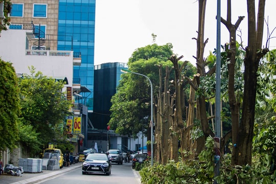 Ảnh: 100 cây hoa sữa ở hồ Tây được chuyển về trồng ở bãi rác Nam Sơn