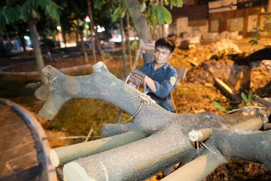 Ảnh: Công nhân xuyên đêm di dời gần 100 cây hoa sữa ven Hồ Tây lên bãi rác Nam Sơn