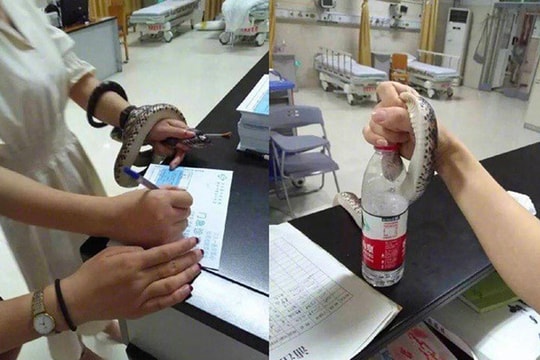 Đi dạo bị rắn cắn, cô gái túm luôn cả con rắn tới viện cấp cứu