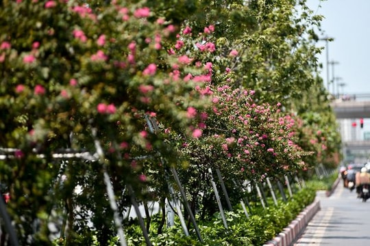 Ảnh: Ngắm con đường hoa tường vi nở hồng lãng mạn ở Hà Nội