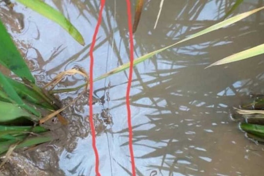 Ra đồng bón phân, người phụ nữ dính bẫy điện tử vong thương tâm