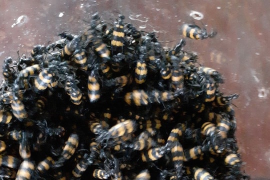 Cẩn trọng thương lái lùng mua bọ có độc giá cao