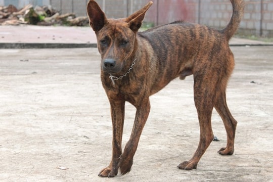 Đang chơi trong sân nhà, 3 cháu nhỏ bị chó dại cắn