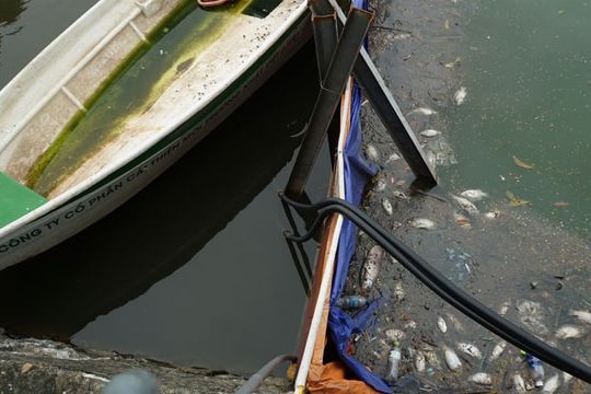 Ảnh: Cá chết nổi dạt vào bờ, bốc mùi hôi thối ở Hồ Tây, hồ Hồ Đắc Di