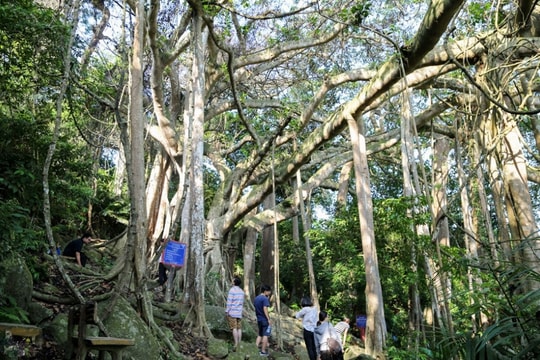 Giải cứu nhóm du khách lạc trong rừng Sơn Trà, một người tử vong