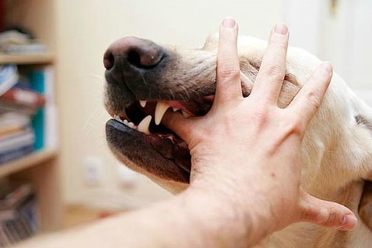 Học sinh lớp 6 bị chó dại cắn tử vong thương tâm trước thềm năm học mới