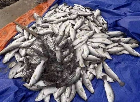 Gần 90 tấn cá nuôi lồng bè của người dân bỗng dưng chết hàng loạt