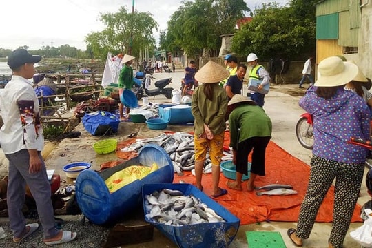 Xuất hiện thêm hàng tấn cá chết nổi trắng sông, chưa rõ nguyên nhân