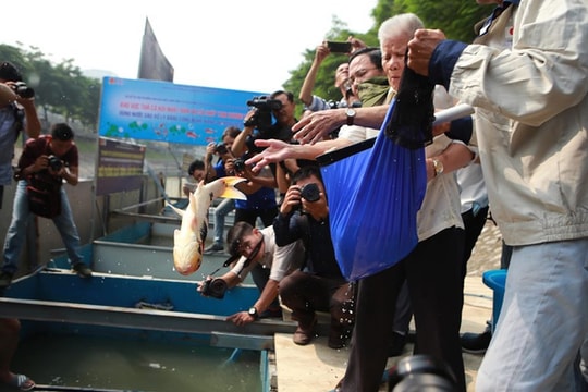 Ảnh: Thả cá Koi Nhật xuống sông Tô Lịch và Hồ Tây