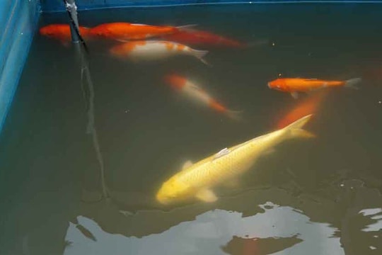 Ảnh: Người dân Thủ đô thích thú ngắm cá Koi Nhật Bản bơi lội ở sông Tô Lịch