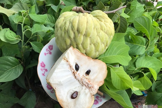 Na trái khổng lồ nặng 1,5kg, giá cao vẫn được thị trường ưa chuộng