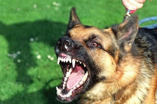 Người đàn ông tử vong sau một tháng bị chó dại cắn