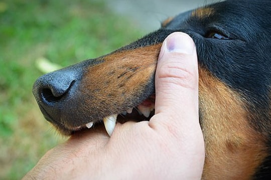 Người đàn ông tử vong thương tâm sau 2 năm bị chó hàng xóm cắn