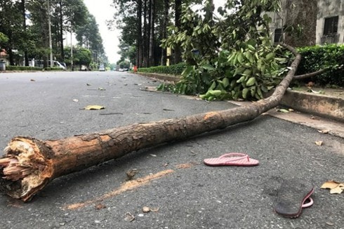 Nữ sinh bị cành cây rơi trúng người tử vong trên đường đi ôn thi học sinh giỏi