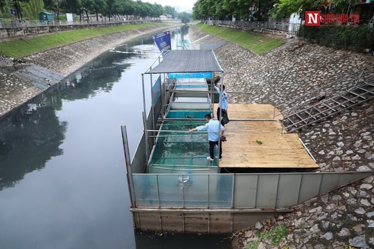 Ảnh: Lắp camera theo dõi cá Koi ở sông Tô Lịch