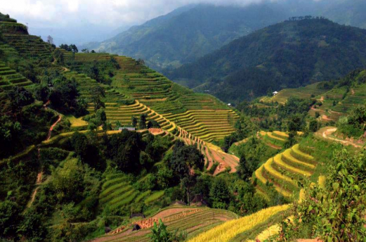 Ảnh: "Mê mẩn" trước vẻ đẹp của bậc thang mùa lúa chín ở Hà Giang