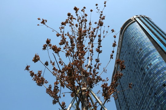 Ảnh: Hàng phong lá đỏ trên đường Trần Duy Hưng có dấu hiệu chết khô giữa trời thu