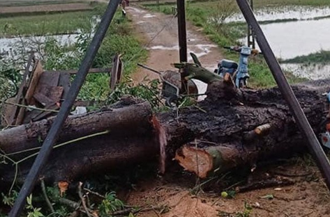 Cây cổ thụ bất ngờ gãy đổ, đè trúng người phụ nữ đang đi trên đường