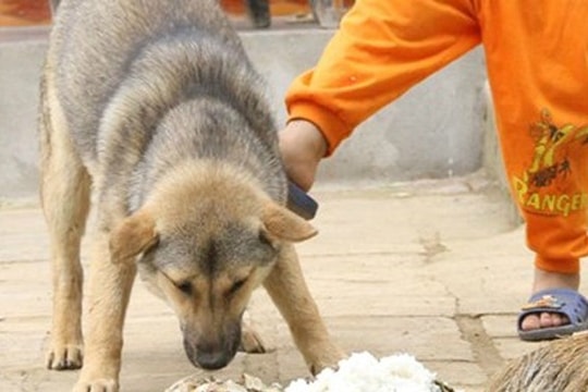 Bé trai 5 tuổi tử vong thương tâm sau 1 tháng bị chó cắn