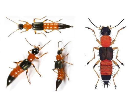 Nọc độc khiến ba khoang mạnh gấp 15 lần nọc của rắn hổ mang, cách chữa thế nào?