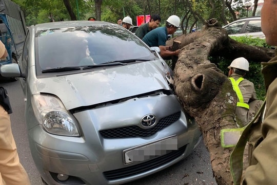 Hà Nội: Cây cổ thụ bất ngờ đổ, đè trúng ô tô trên đường Thanh Niên